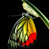 “I am Making Everything New”